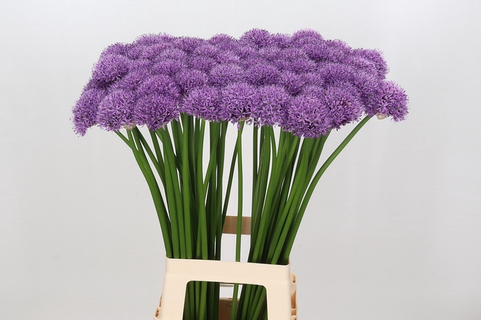 <h4>Allium Gladiator</h4>