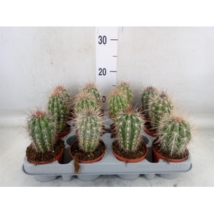 Pachycereus pringlei