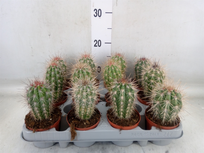 <h4>Pachycereus pringlei</h4>