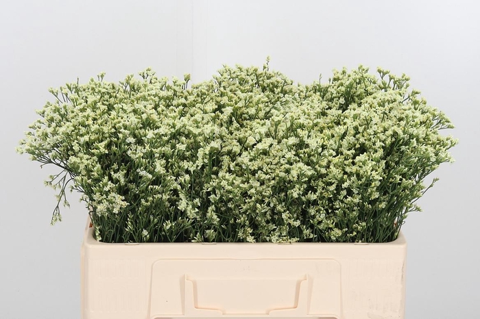 <h4>Lim Sin Sen Lemonade</h4>