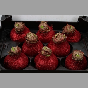 Wax Hipp Topline Gl Rood Kerst