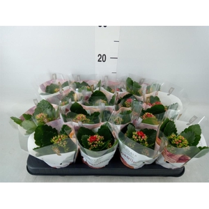 Kalanchoe blos. 'RosDon Justino'