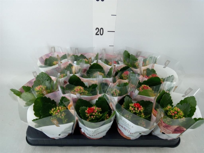 <h4>Kalanchoe blos. 'RosDon Justino'</h4>