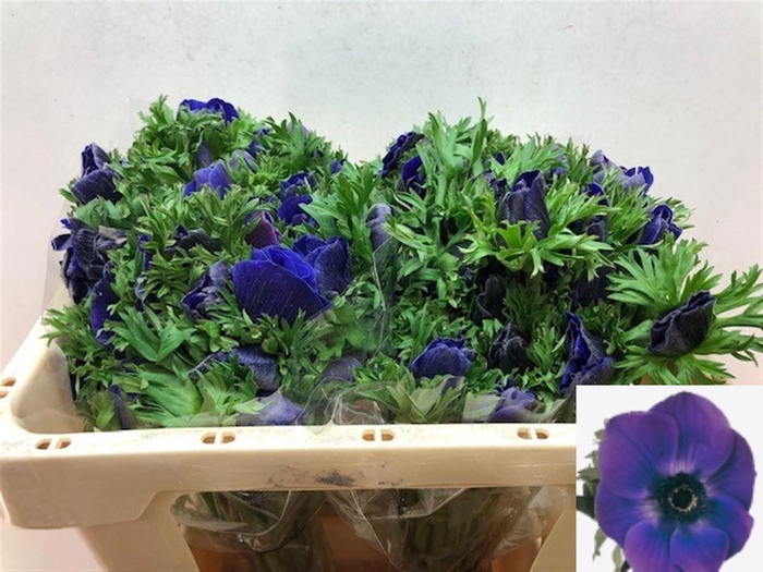 <h4>ANEM CO GALIL BLAUW</h4>