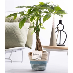 Pachira Aquatica in P&PURE Fashion pot Valerie