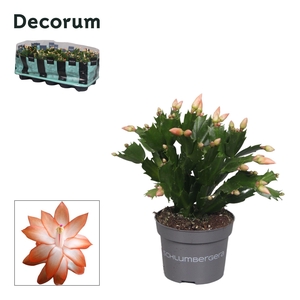 Schlumbergera - 10,5 cm - Orange (Christa) - Decorum