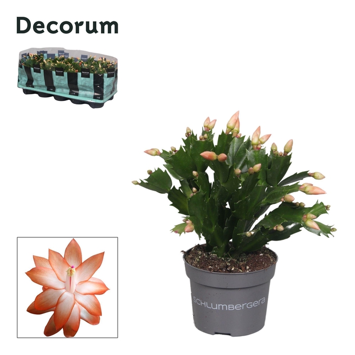 <h4>Schlumbergera - 10,5 cm - Orange (Christa) - Decorum</h4>