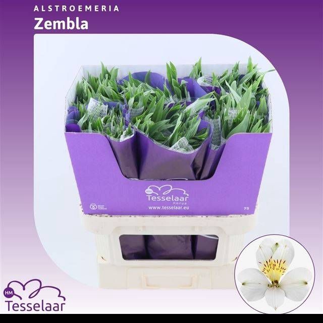 <h4>ALSTR ZEMBLA</h4>