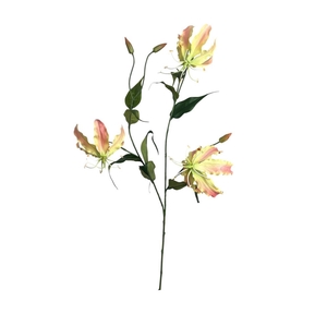 AF Gloriosa L92cm peach