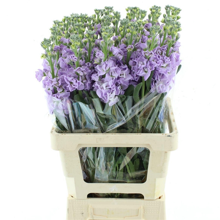 <h4>MATTH IRON MARINE</h4>