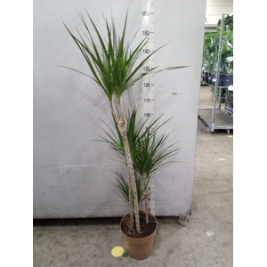 Dracaena marg.