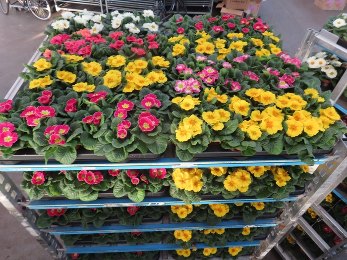 <h4>PRIM AC MIXK</h4>