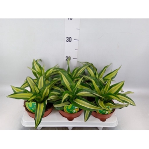 Dracaena frag. 'Malaika'