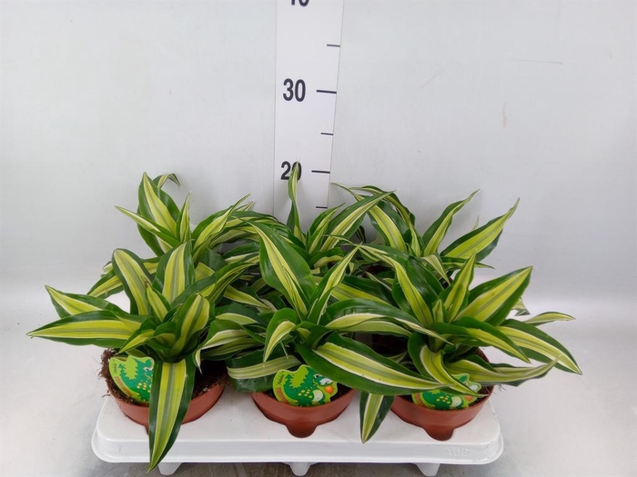 <h4>Dracaena frag. 'Malaika'</h4>