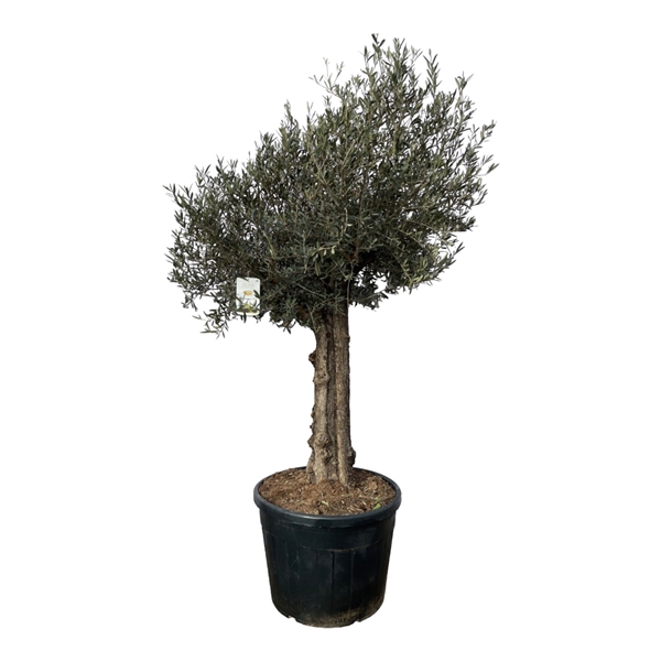 <h4>Olea Europaea (1plant per 2cc of 2plant per 2cc)</h4>