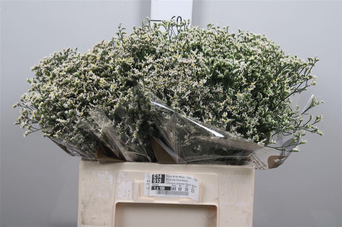 <h4>Lim Sin China White</h4>