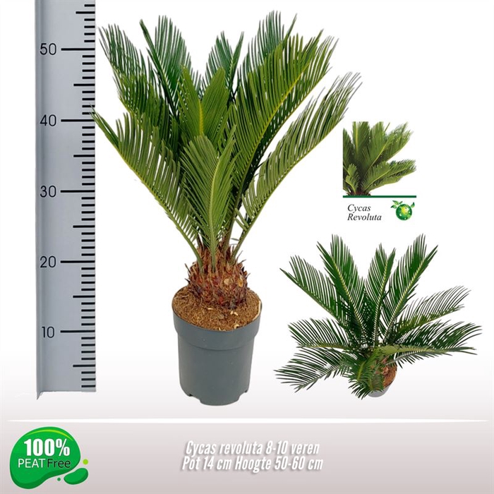 <h4>Cycas revoluta</h4>