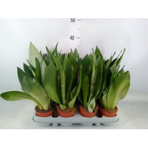 Sansevieria trifa. 'Moonshine'