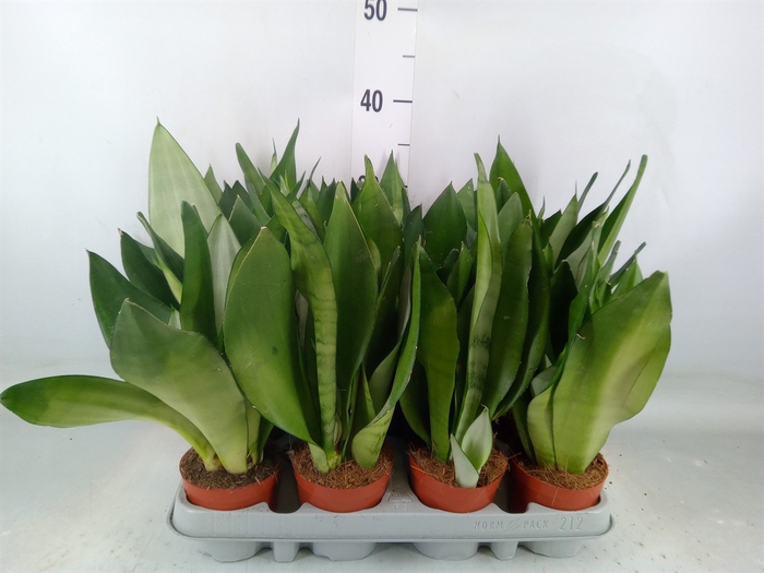 <h4>Sansevieria trifa. 'Moonshine'</h4>