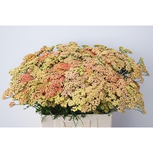 Achilea M Apricot Dream