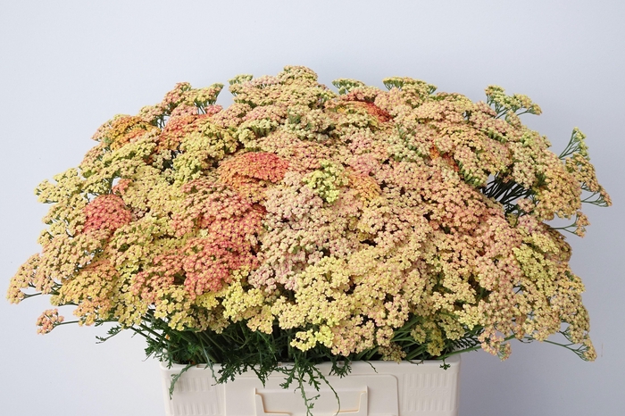 <h4>Achilea M Apricot Dream</h4>