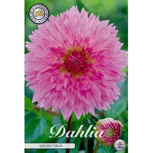 Dahlia Fubuki Sakura x1
