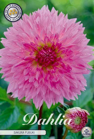 <h4>Dahlia Fubuki Sakura x1</h4>