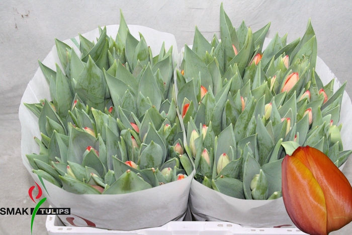 <h4>TU EN AD REM</h4>