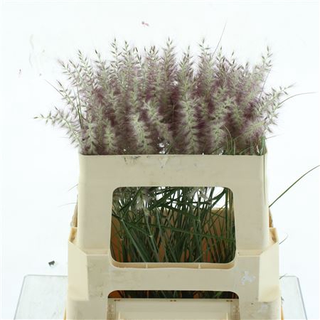 <h4>Pennisetum Karly Roze</h4>