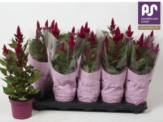 <h4>CEL DEEP PURPLE</h4>