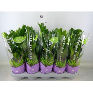 Zamioculcas zamiifolia