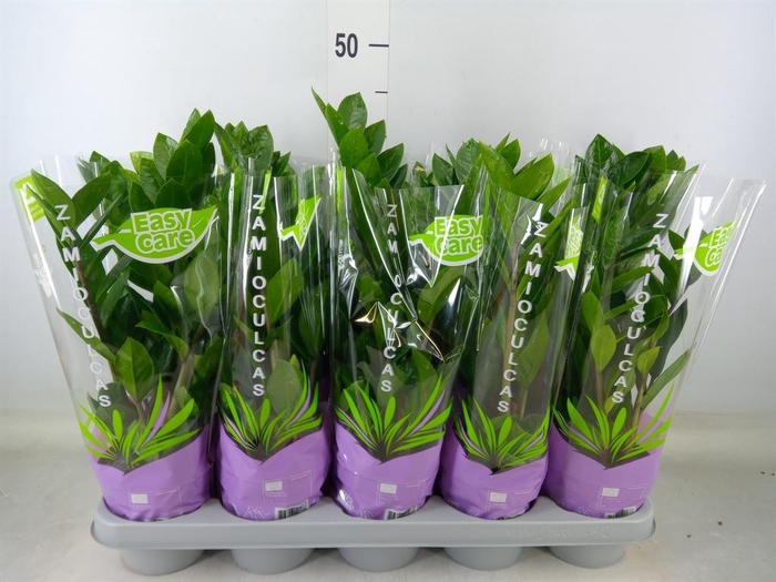 <h4>Zamioculcas zamiifolia</h4>