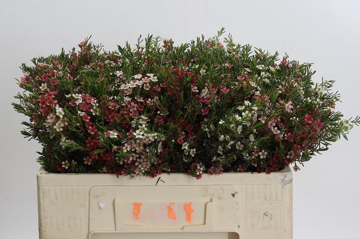 Chamelaucium My Sweet 16