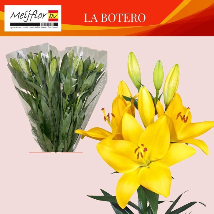 <h4>LI LA BOTERO</h4>