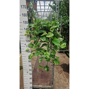 Epipremnum pinnatum Marble Queen