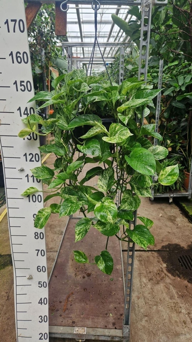 <h4>Epipremnum pinnatum Marble Queen</h4>