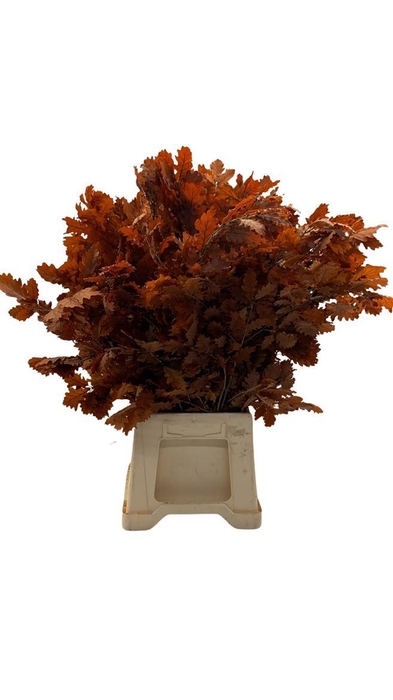 <h4>Eikenblad Gestab. Oranje</h4>