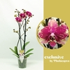 Phalaenopsis grootbloemig 2 tak 2-kleurig Rombley