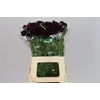 Scabiosa Atr Red Velvet Scoop
