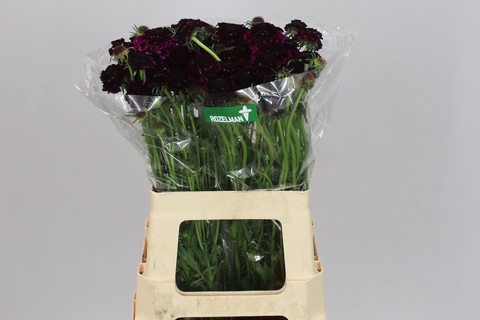 <h4>Scabiosa Atr Red Velvet Scoop</h4>