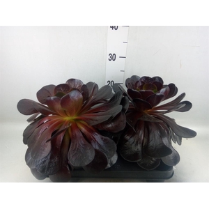 xSemponium  'Destiny'