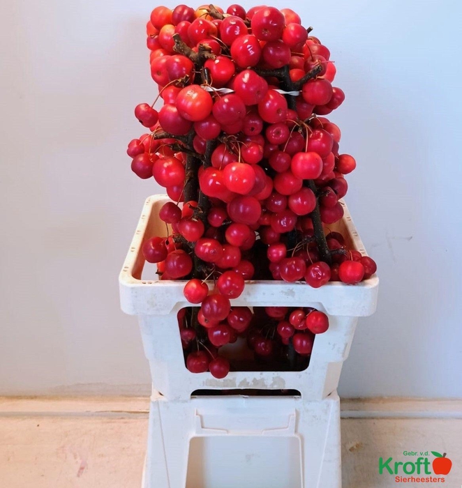 <h4>MALUS RED SENTINEL</h4>