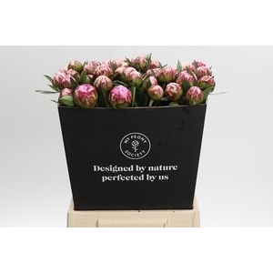 Paeonia Sarah Bernhardt