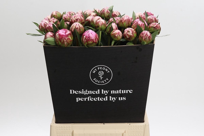 Paeonia Sarah Bernhardt