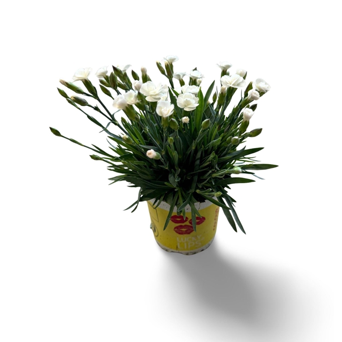 <h4>Dianthus (Allwoodii Grp) Lucky Lips</h4>