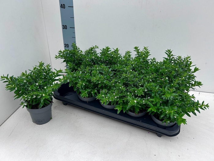 <h4>Cuphea hyssopifolia</h4>