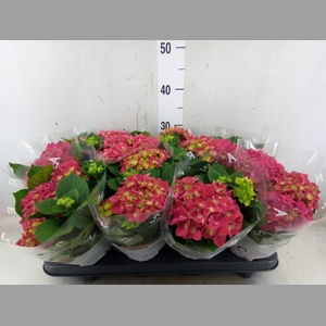 Hydrangea mac. 'Speedy Red'