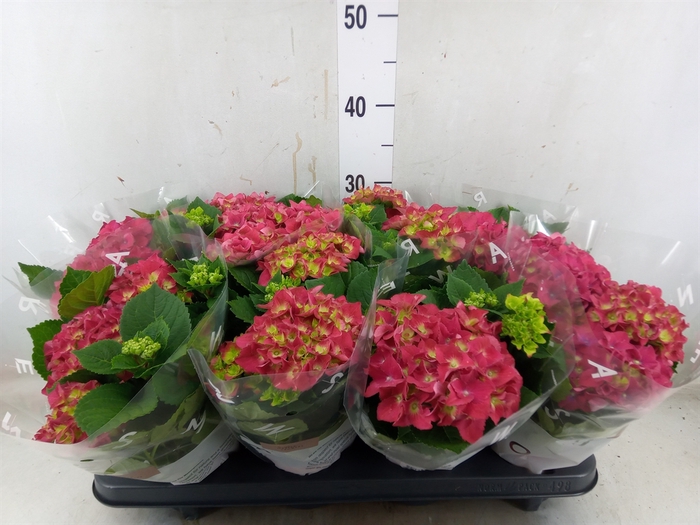 <h4>Hydrangea mac. 'Speedy Red'</h4>