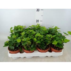 Hedera helix 'Wonder'