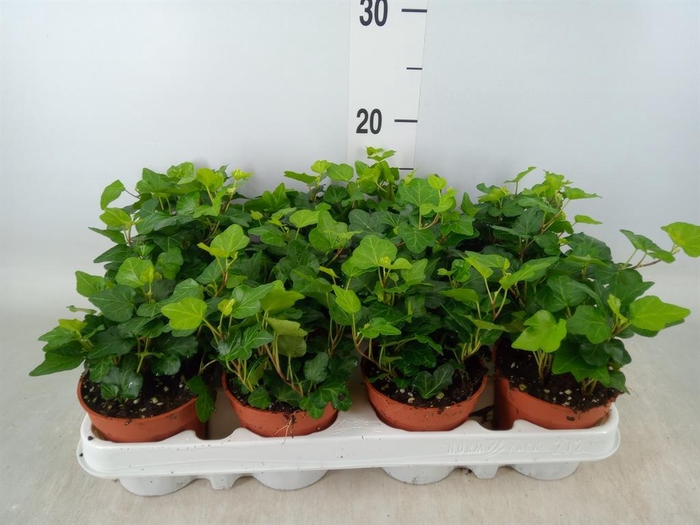 <h4>Hedera helix 'Wonder'</h4>